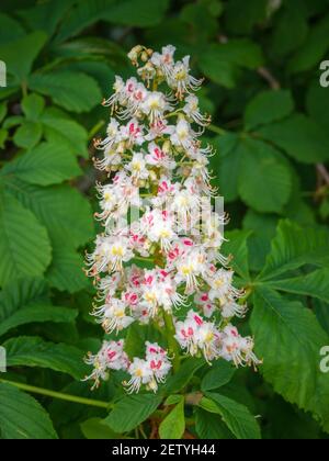Gros plan d'un arbre de châtaignier à cheval (Aesculus hippocastanum) en pleine fleur pendant la saison de printemps. Banque D'Images
