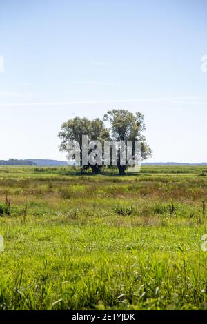 deux arbres isolés se trouvent dans un champ en été. Banque D'Images