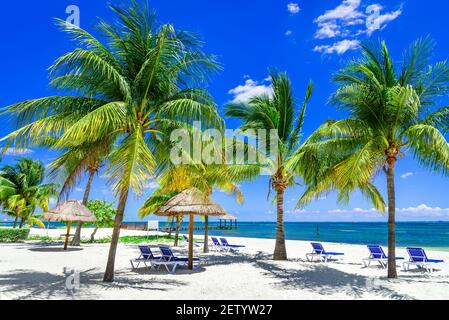 Paysage tropical avec noix de coco sur la plage des caraïbes, Cancun, péninsule du Yucatan au Mexique. Banque D'Images