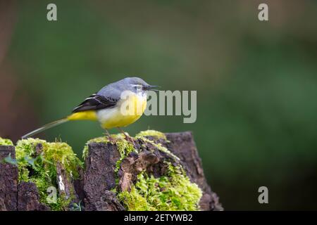 Vue latérale rapprochée d'un oiseau sauvage de la queue de cheval gris du Royaume-Uni (Motacilla cinerea) isolé sur l'écorce d'arbre recouverte de mousse dans les bois d'hiver. Copier l'espace vers la droite. Banque D'Images