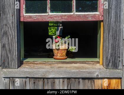 Géranium dans un pot en terre cuite installé dans une fenêtre ouverte. Banque D'Images