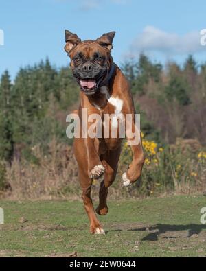 Le chien de boxeur se délimite vers l'appareil photo Banque D'Images