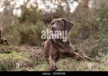 Chocolate labrador retriever couché Banque D'Images