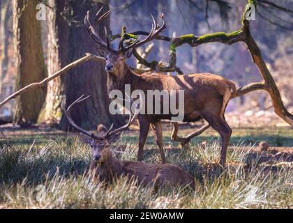 Duelmen, NRW, Allemagne. 02 mars 2021. Deux cerfs rouges (cervus elaphus, homme) se reposent paisiblement dans une longue herbe. Les cerfs de Virginie et de Virginie se prélassent sous le soleil chaud de la réserve naturelle de Duelmen, où les troupeaux de cerfs en liberté en roaming ont un vaste habitat naturel dans la forêt dense et les bois. Credit: Imagetraceur/Alamy Live News Banque D'Images