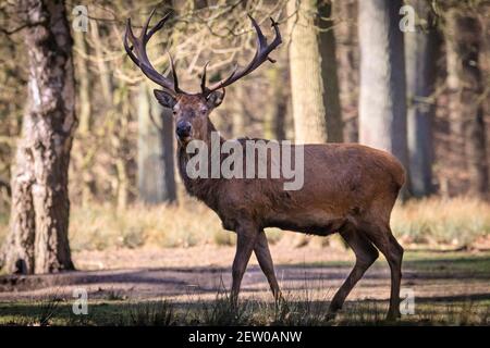 Duelmen, NRW, Allemagne. 02 mars 2021. Un cerf de Virginie (cervus elaphus, homme) fait un troc calmement à travers la longue herbe. Les cerfs de Virginie et de Virginie se prélassent sous le soleil chaud de la réserve naturelle de Duelmen, où les troupeaux de cerfs en liberté en roaming ont un vaste habitat naturel dans la forêt dense et les bois. Credit: Imagetraceur/Alamy Live News Banque D'Images