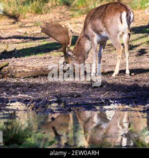 Duelmen, NRW, Allemagne. 02 mars 2021. Un buck de cerf de jachère (dama dama, mâle) se reflète dans l'eau tout en buvant d'une flaque. Les cerfs de Virginie et de Virginie se prélassent sous le soleil chaud de la réserve naturelle de Duelmen, où les troupeaux de cerfs en liberté en roaming ont un vaste habitat naturel dans la forêt dense et les bois. Credit: Imagetraceur/Alamy Live News Banque D'Images