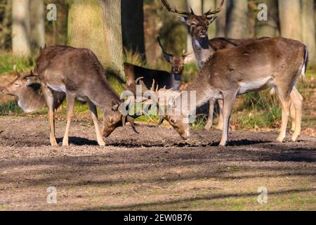 Duelmen, NRW, Allemagne. 02 mars 2021. Deux mâles de cerf de Virginie (dama dama, homme) ont un combat ludique en début de saison. Les cerfs de Virginie et de Virginie se prélassent sous le soleil de la guerre dans la réserve naturelle de Duelmen, où les troupeaux de cerfs en liberté en roaming ont un vaste habitat naturel dans la forêt dense et les bois. Credit: Imagetraceur/Alamy Live News Banque D'Images