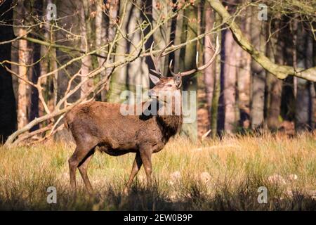 Duelmen, NRW, Allemagne. 02 mars 2021. Un cerf de Virginie (cervus elaphus, homme) est fier d'être près du bord de la forêt. Les températures continuent à geler la nuit, et les gardes forestiers ont fourni des betteraves pour les cerfs. Les cerfs de Virginie et de Virginie se prélassent sous le soleil chaud de la réserve naturelle de Duelmen, où les troupeaux de cerfs en liberté en roaming ont un vaste habitat naturel dans la forêt dense et les bois. Credit: Imagetraceur/Alamy Live News Banque D'Images