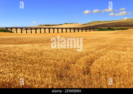 Paysage rural d'été : pont ferroviaire sur le champ de blé d'Apulia (Spinazzola), Italie. Banque D'Images