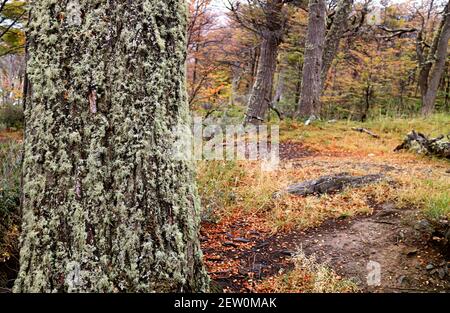 Gros plan d'un tronc d'arbre couvert de Lichen de Beard avec feuillage d'automne en toile de fond, Parc national de Tierra del Fuego, Ushuaia, Patagonie, Argentine Banque D'Images