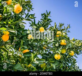 Agrumes avec des oranges en croissance Banque D'Images