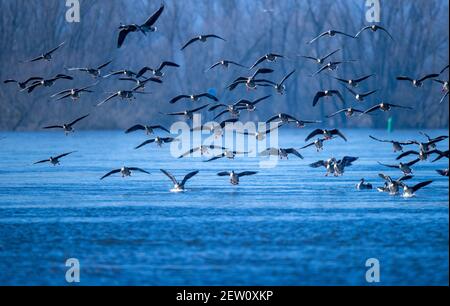 Boizenburg, Allemagne. 02 mars 2021. Un groupe de bernaches sauvages se trouve sur l'Elbe. Des milliers d'oies et de canards se reposent actuellement dans la réserve naturelle de la vallée de l'Elbe. Credit: Jens B tner/dpa-Zentralbild/dpa/Alay Live News Banque D'Images