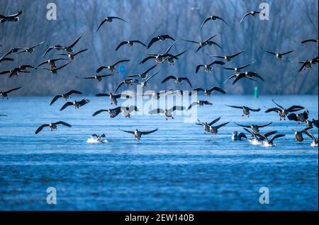 Boizenburg, Allemagne. 02 mars 2021. Un groupe de bernaches sauvages se trouve sur l'Elbe. Des milliers d'oies et de canards se reposent actuellement dans la réserve naturelle de la vallée de l'Elbe. Credit: Jens B tner/dpa-Zentralbild/dpa/Alay Live News Banque D'Images