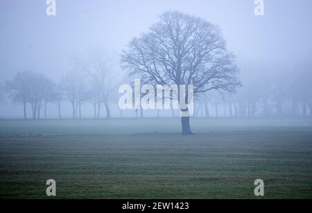 Boizenburg, Allemagne. 02 mars 2021. Un seul arbre se dresse dans la brume sur l'une des prairies de l'Elbe. Credit: Jens Büttner/dpa-Zentralbild/dpa/Alay Live News Banque D'Images