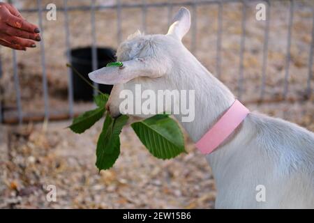 Jeune chèvre blanc au col rose mangeant la feuille verte dans la stalle de la ferme. Alimentation dans une ferme animale. Banque D'Images