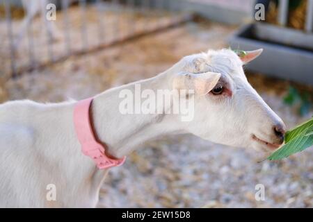 La jeune chèvre blanche dans le col rose mange la feuille verte dans stable sur la ferme. Alimentation dans une ferme animale. Banque D'Images