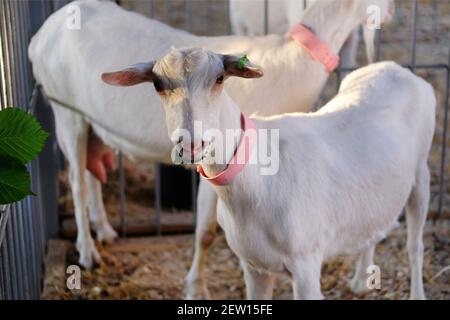 La jeune chèvre blanche au col rose mange la feuille verte dans la stalle de la ferme. Agriculture. Banque D'Images