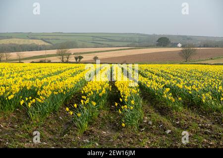 Cornouailles. 2 mars 2021. Cornwall devient jaune avec du jonquille non cueilli, rangées des fleurs jaunes, non cueillies comme aucun travailleur saisonnier.1200 emplois à remplir crédit: kathleen White/Alamy Live News Banque D'Images