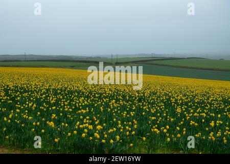 Cornouailles. 2 mars 2021. Cornwall devient jaune avec du jonquille non cueilli, rangées des fleurs jaunes, non cueillies comme aucun travailleur saisonnier.1200 emplois à remplir crédit: kathleen White/Alamy Live News Banque D'Images