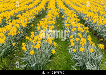 Cornouailles. 2 mars 2021. Cornwall devient jaune avec du jonquille non cueilli, rangées des fleurs jaunes, non cueillies comme aucun travailleur saisonnier.1200 emplois à remplir crédit: kathleen White/Alamy Live News Banque D'Images