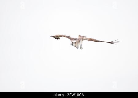 Osprey (Pandion haliatus) Plongée pour pêcher dans un lac en Allemagne Banque D'Images