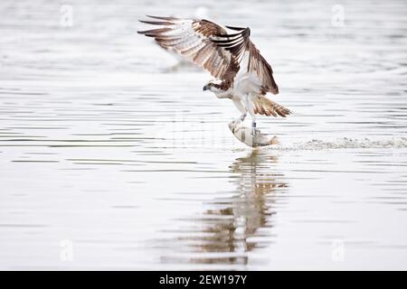 Osprey (Pandion haliatus) Attraper un poisson dans un lac en Allemagne Banque D'Images