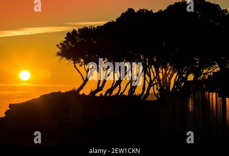 France, Vendée (85), île de Noirmoutier, Noirmoutier-en-l'Ile, le Bois de la chaise, levier de soleil derrière les cabanes de plage et chênes verts à la pointe de Saint-Pierre Banque D'Images