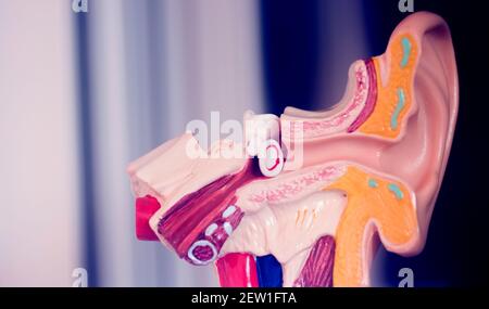 Oreille auditive modèle d'enseignement médical. Banque D'Images