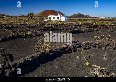 L'Espagne, les îles Canaries, l'île de Lanzarote, le pays viticole de la Geria et le volcan Montana Colorada Banque D'Images