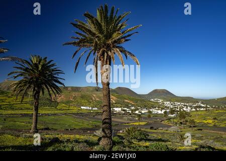 Espagne, îles Canaries, île de Lanzarote, Haria Banque D'Images