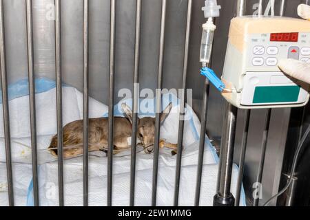 Une petite gazelle dans une cage au vétérinaire recevoir des liquides par voie intraveineuse Banque D'Images