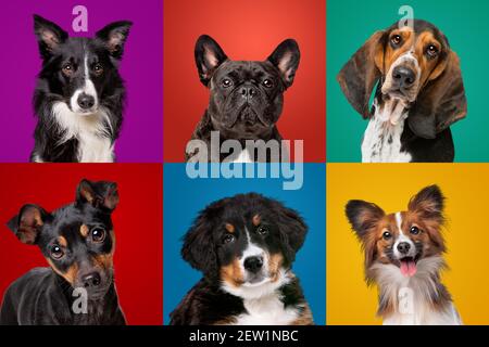 Collection de portraits de différentes races de chiens Banque D'Images