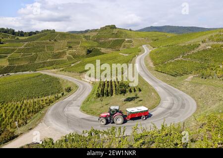 France, Haut Rhin, Turckheim, route des vins d'Alsace, vignoble de Turckheim (vue aérienne) Banque D'Images