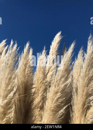 Un gros plan des délicates fleurs et tiges de Une plante d'herbe de Pampas sous un ciel bleu avec copie espace Banque D'Images