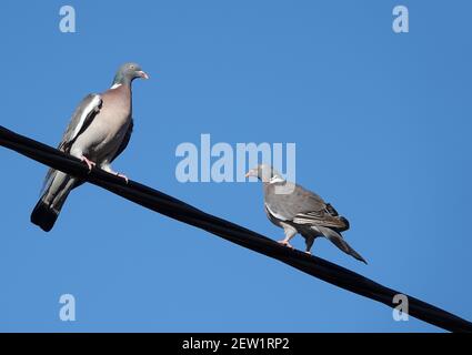 Un gros plan de deux pigeons perchés sur un câble sous un fond bleu ciel Banque D'Images