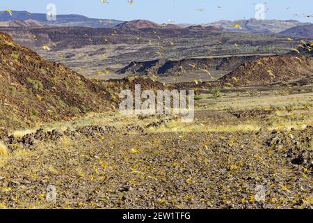 Kenya, Suguta Valley, Desert Locust (Schistocerca gregaria), en vol sur piste Banque D'Images