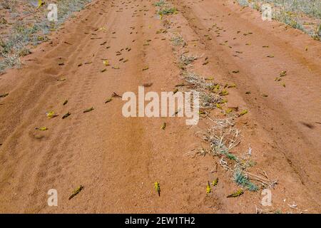 Kenya, district de Samburu, criquet pèlerin (Schistocerca gregaria), jeunes éclosion Banque D'Images