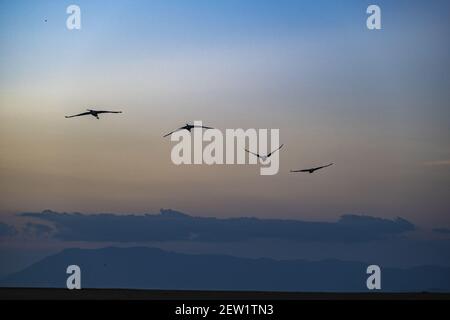 Kenya, parc national d'Amboseli, bec-de-peron africain (Platalea alba), au coucher du soleil Banque D'Images
