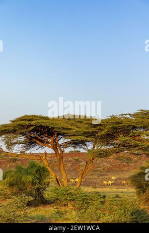 Kenya, quartier Marsabit, environs du lac Turkana, dromadaires dans une oasis Banque D'Images