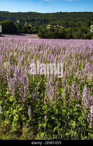 France, Hérault, près de Gignac, champ de sauge clolaire (Sclère de Salvia), en juin Banque D'Images