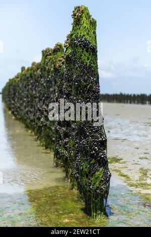 France, Côtes d'Armor, Hillion, mytiliculture dans la baie de Saint-Brieuc selon la méthode des bouchois Banque D'Images