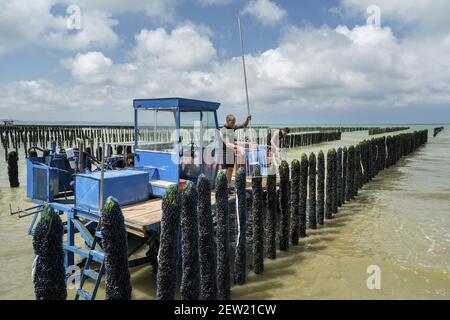 France, Côtes d'Armor, Hillion, mytiliculture dans la baie de Saint-Brieuc selon la méthode des bouchois Banque D'Images