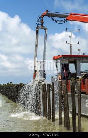 France, Côtes d'Armor, Hillion, mytiliculture dans la baie de Saint-Brieuc selon la méthode des bouchois Banque D'Images