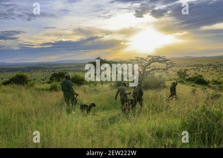 Tanzanie, Parc national de Serengeti, Ikoma, l'unité K9 en patrouille au coucher du soleil, les Rangers observent le paysage autour de la chenil, ces promenades quotidiennes permettent aux chiens d'être pris, et la faune autour du camp d'être observés Banque D'Images