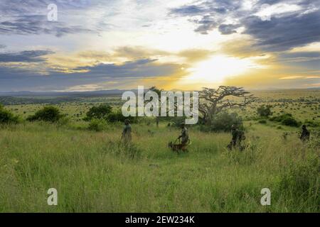 Tanzanie, Parc national de Serengeti, Ikoma, l'unité K9 en patrouille au coucher du soleil, les Rangers observent le paysage autour de la chenil, ces promenades quotidiennes permettent aux chiens d'être pris, et la faune autour du camp d'être observés Banque D'Images