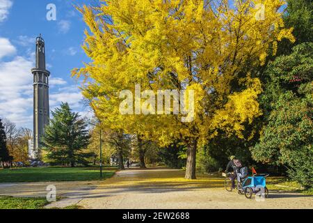 France, Isère, Grenoble, parc Paul Mistral, tour Perret (85 m) construite en 1925 et jaune doré de Ginkgo biloba en automne Banque D'Images