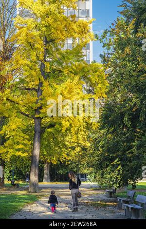 France, Isère, Grenoble, parc Paul Mistral, Ginkgo biloba jaune doré en automne Banque D'Images