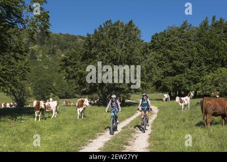 France, Ain , Culoz, randonnée VTT au Mont Colombier, 2 motards traversent les pâturages montagneux du Col de la Biche au milieu d'un troupeau de vaches. Banque D'Images