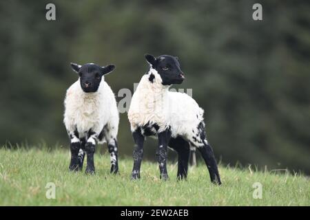 Twin Lambs – mouton écossais Blackface Banque D'Images