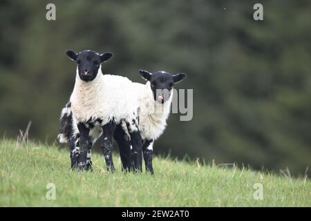 Twin Lambs – mouton écossais Blackface Banque D'Images